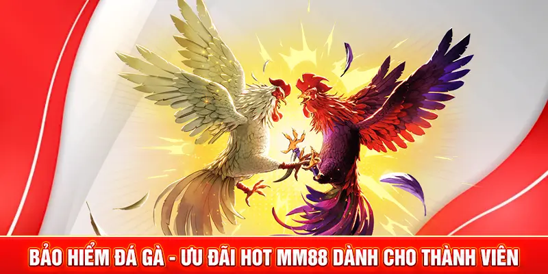 Bảo Hiểm Đá Gà - Ưu Đãi Hot MM88 Dành Cho Thành Viên 1 bảo hiểm đá gà
