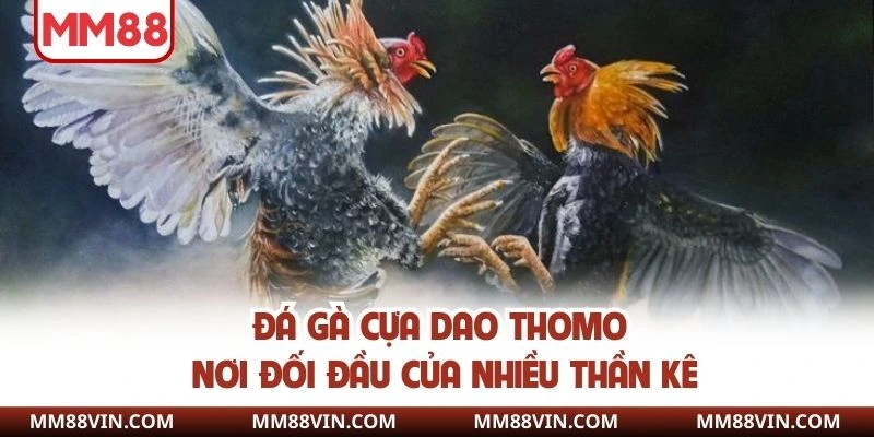Đá Gà Thomo - Nơi Mãn Nhãn Với Các Trận Chiến Bùng Nổ 4 Đá gà cựa dao Thomo nơi đối đầu của nhiều thần kê