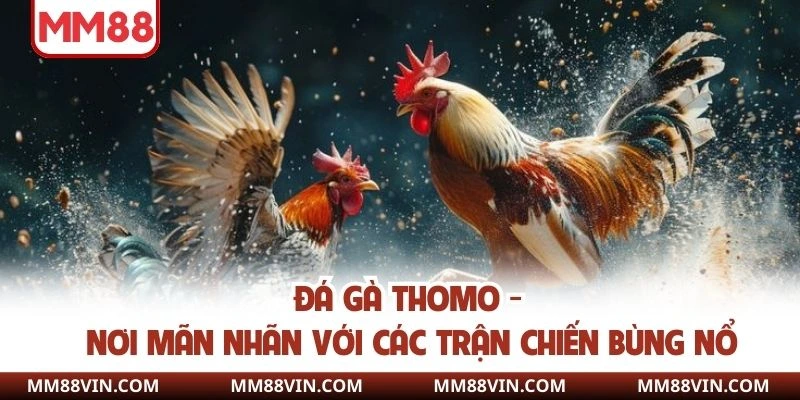 Đá Gà Thomo - Nơi Mãn Nhãn Với Các Trận Chiến Bùng Nổ 1 Đá gà thomo