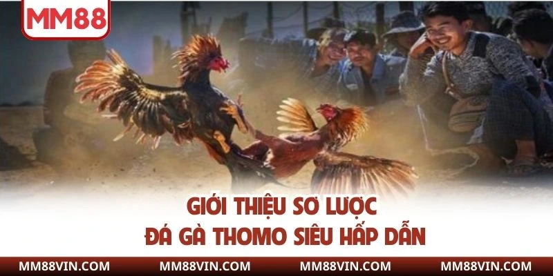 Đá Gà Thomo - Nơi Mãn Nhãn Với Các Trận Chiến Bùng Nổ 2 Đá gà Thomo loại hình giải trí một không hai