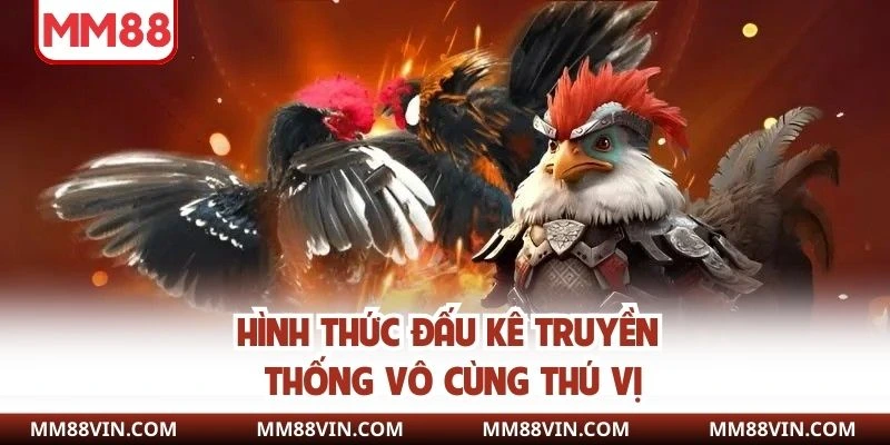 Trực Tiếp Đá Gà MM88 - Xem Giải Trí Với Chất Lượng Cao 4 Hình thức đấu kê truyền thống vô cùng thú vị
