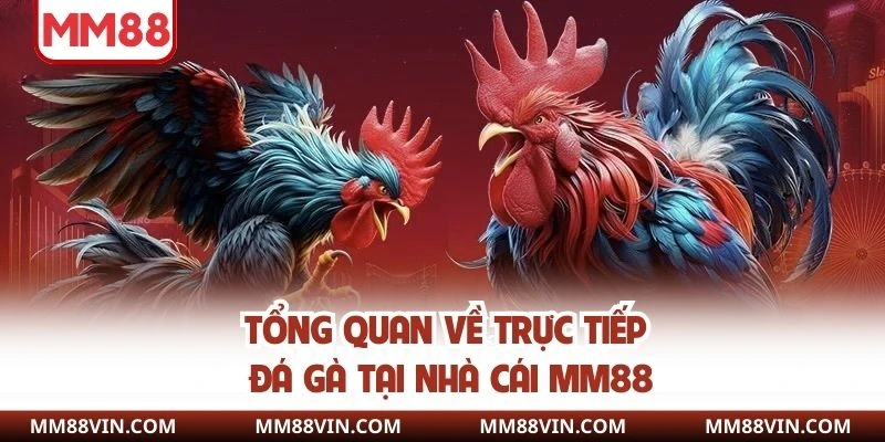 Trực Tiếp Đá Gà MM88 - Xem Giải Trí Với Chất Lượng Cao 2 Tổng quan về trực tiếp đá gà tại nhà cái MM88