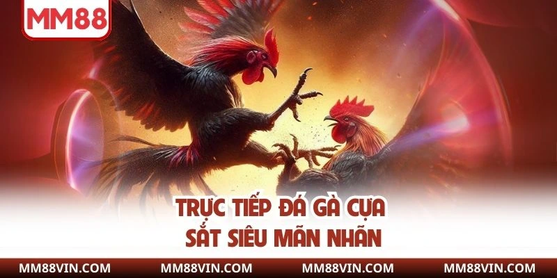 Trực Tiếp Đá Gà MM88 - Xem Giải Trí Với Chất Lượng Cao 5 Trực tiếp đá gà cựa sắt siêu mãn nhãn