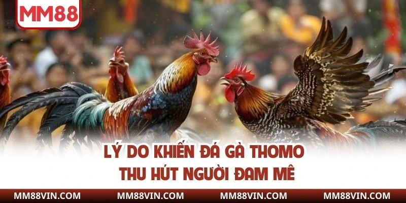 Đá Gà Thomo - Nơi Mãn Nhãn Với Các Trận Chiến Bùng Nổ 3 Lý do khiến chọi kê Thomo thu hút người đam mê